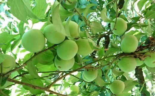 ［和歌山名産］南高梅約5kg（サイズ混合）★2026年６月より順次発送［TM176］ 303446_XH92115