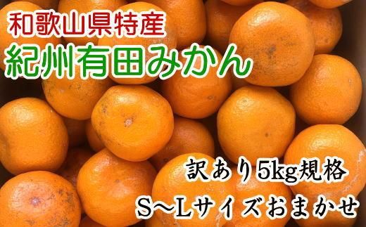 [訳あり]和歌山有田みかん約5kg(S〜Lサイズいずれかお届け)★2025年11月中旬頃より順次発送[TM81] 303446_XH92117