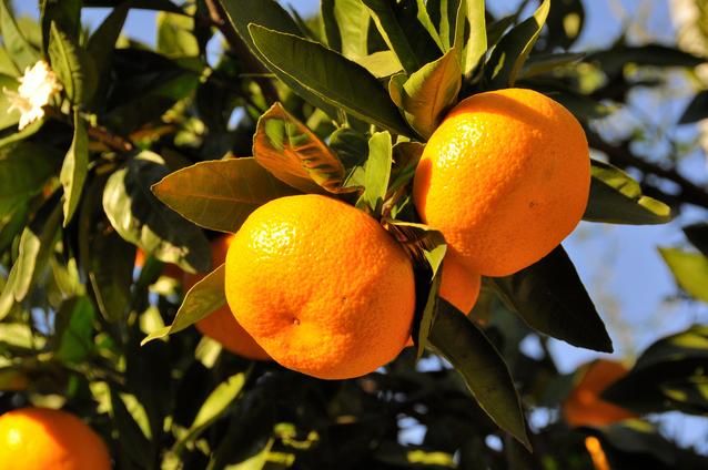 【産直・秀品】和歌山下津みかん約5kg（S～Lサイズおまかせ）★2025年11月中旬頃より順次発送【TM133】 303446_XH92134