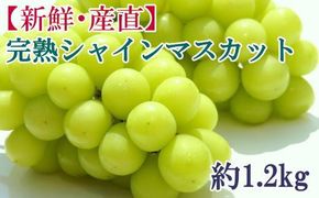 [新鮮・産直]和歌山県産完熟シャインマスカット約1.2kg ★2025年8月下旬頃より順次発送【TM182】 XH92142