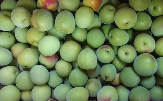 ［和歌山名産］南高梅約3kg（サイズ混合）・秀品［2026年6月より順次発送］［TM175］ 303446_XH92183