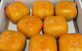 大玉サイズ 平たねなし柿「クイーンパーシモン」約4kg （10玉～12玉おまかせ）★2026年10月中旬頃より順次発送［TM86］ 303446_XH92194