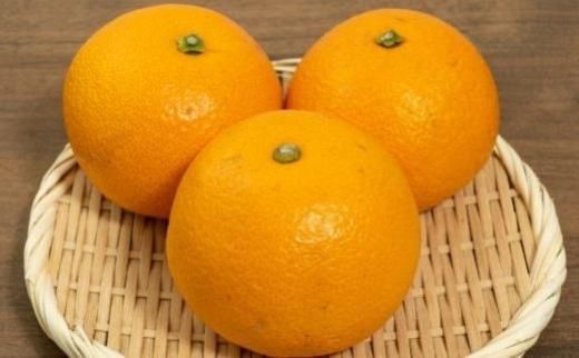 ［希少品］和歌山県産紅八朔約5kg（サイズ混合）★2026年１月下旬頃より順次発送［先行予約］［TM88］ 303446_XH92196