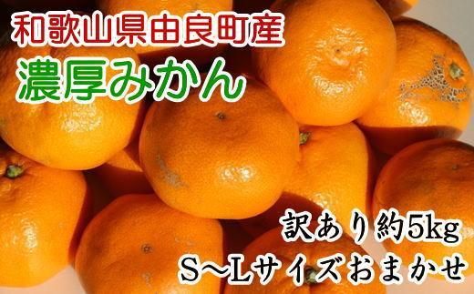 [訳あり・ご家庭用]和歌山由良町産のみかん約5kg ★2024年11月下旬頃より順次発送[TM91] 303446_XH92199