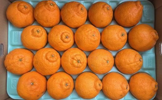 和歌山県産不知火約5kg（18玉～24玉おまかせ）L～3Lサイズ★2026年2月下旬頃より順次発送［TM159］ 303446_XH92220