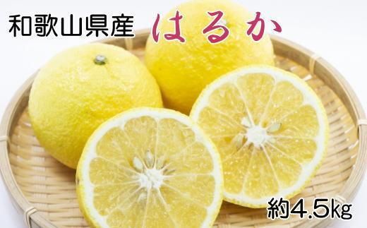 [さわやか柑橘]和歌山県産はるかみかん約4.5kg(サイズ混合 秀品)★2026年2月下旬頃より順次発送[TM162] 303446_XH92223