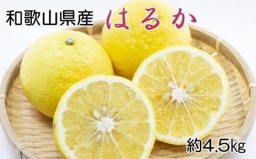 [さわやか柑橘]和歌山県産はるかみかん約4.5kg(サイズ混合 秀品)★2025年2月下旬頃より順次発送[TM162] 303446_XH92223