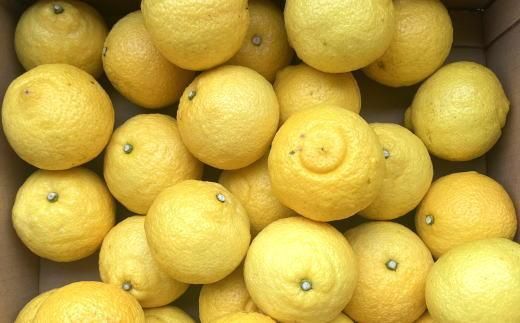 ［さわやか柑橘］和歌山県産はるかみかん約4.5kg（サイズ混合　秀品）★2026年2月下旬頃より順次発送［TM162］ 303446_XH92223