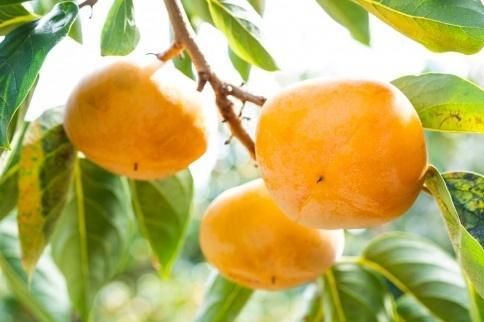 生渋柿たね無 あんぽ柿用T軸枝無約1.5～2kg　6～12玉＜2026年10月中旬～11月上旬ごろ順次発送＞【ART14】 303446_XL11