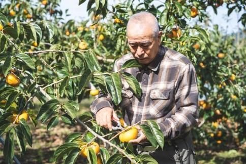 生渋柿たね無 あんぽ柿用T軸枝無約1.5～2kg　6～12玉＜2024年10月中旬～順次発送＞ 303446_XL11