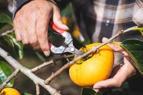 生渋柿たね無 あんぽ柿用T軸枝無約14.5～15kg　約60～90個＜2026年10月中旬～11月上旬ごろ順次発送＞【ART15】 303446_XL16