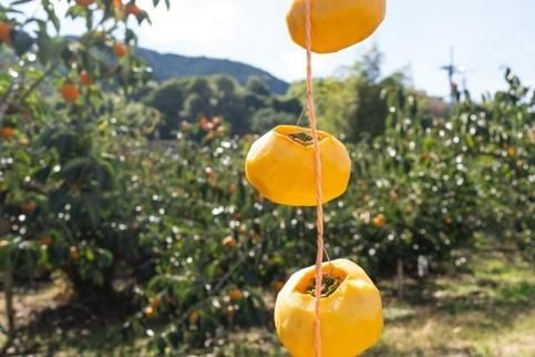 吊るし柿用たね無渋柿T軸又はクリップ付紐付約4.5～5kg　約24～30個＜2026年10月中旬～11月上旬ごろ順次発送＞【ART13】 303446_XL21