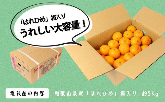 はれひめ（ミカンの希少種） 秀品  約5ｋｇ（25個～30個入）【先行予約】【2024年12月中旬頃から発送】【KG3】 303446_XM90003