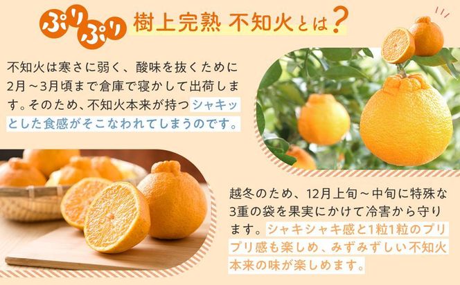 ［限定］不知火 樹上完熟 約2kg （5～6個入）［2026年2月下旬頃から3月下旬頃発送］［KG6］ 303446_XM90006