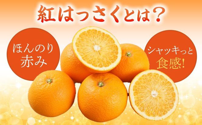 先行予約！希少な紅はっさく 12～18個入り（L～2Lサイズ）【2025年1月初旬頃から発送】【KG9】 303446_XM90009