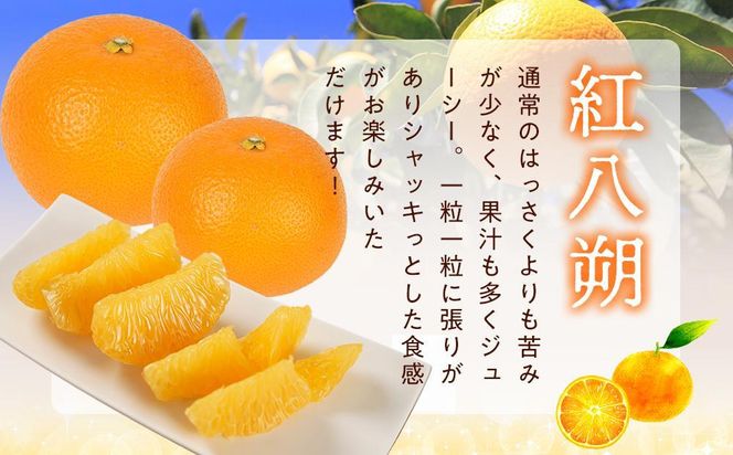 先行予約！希少な紅はっさく 12～18個入り（L～2Lサイズ）【2025年1月初旬頃から発送】【KG9】 303446_XM90009