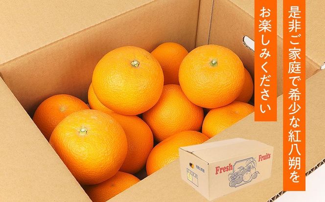 先行予約！希少な紅はっさく 12～18個入り（L～2Lサイズ）［2026年1月中旬頃から発送］［KG9］ 303446_XM90009