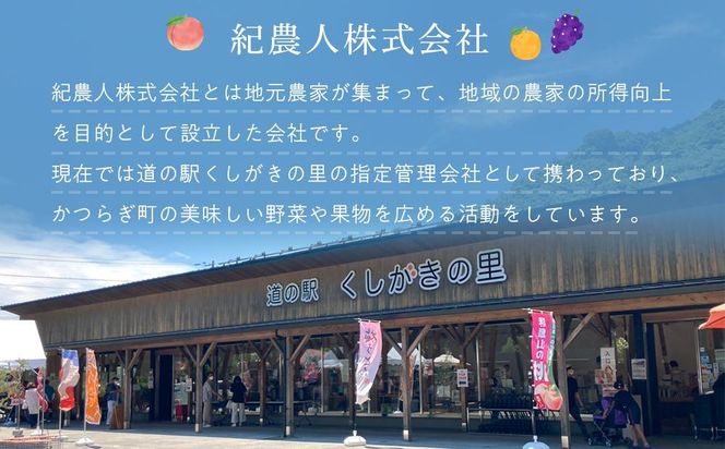 先行予約！希少な紅はっさく 12～18個入り（L～2Lサイズ）【2025年1月初旬頃から発送】【KG9】 303446_XM90009