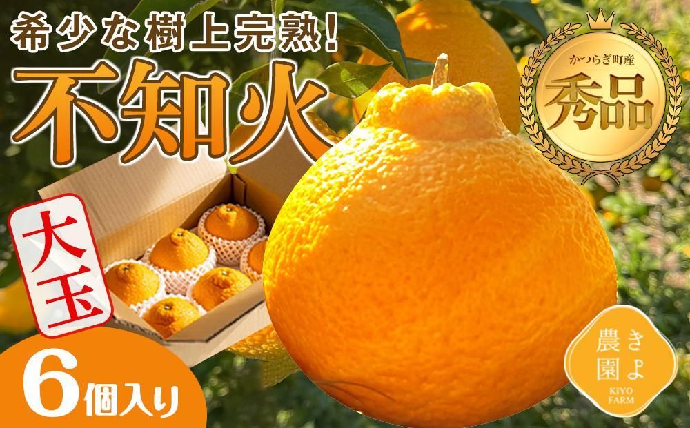 不知火 希少な樹上完熟! 秀品大玉 6個入 (約2kg) [2026年2月下旬頃〜4月中旬頃まで発送][KT2] 303446_XN90002