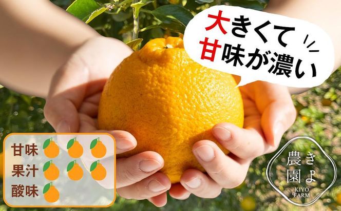 不知火 希少な樹上完熟！ 秀品大玉 6個入 (約2kg)　【2026年2月下旬頃～4月中旬頃まで発送】【KT2】 303446_XN90002
