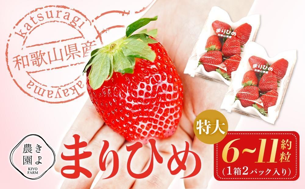 特大まりひめイチゴ 朝摘 6個〜11個入×2パック[2026年1月中旬頃より発送][先行予約][KT3] 303446_XN90003