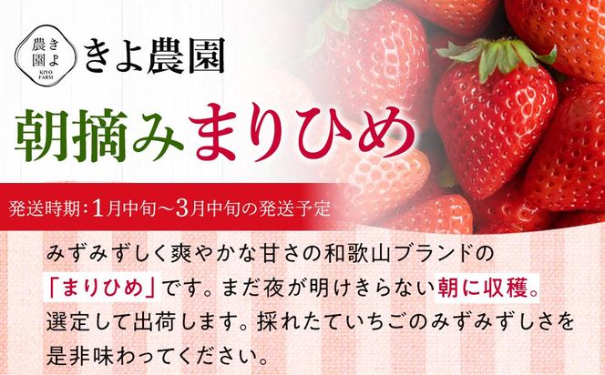 特大まりひめイチゴ 朝摘 6個～11個入×2パック【2025年1月中旬頃より発送】【先行予約】【KT3】 303446_XN90003