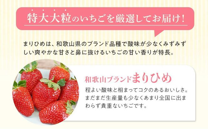 特大まりひめイチゴ 朝摘 6個～11個入×2パック【2025年1月中旬頃より発送】【先行予約】【KT3】 303446_XN90003