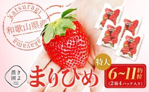 特大まりひめイチゴ 朝摘 6個～11個入×4パック【2025年1月中旬頃より発送】【先行予約】【KT4】 303446_XN90004