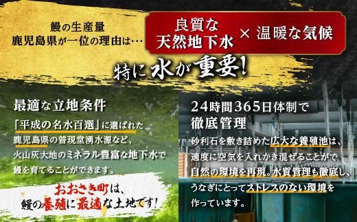 【数量限定】鹿児島県産うなぎ長蒲焼6尾　 (合計600g以上) 464686_A920