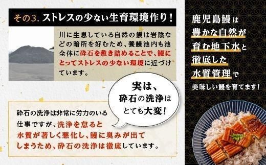 うなぎ 蒲焼 200g×2尾【鹿児島産】地下水で育てた絶品鰻 464686_AQ108