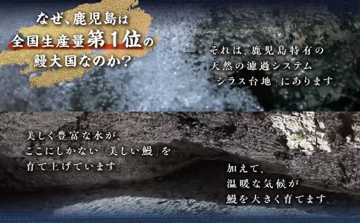 うなぎの柳澤　うなぎ蒲焼15尾（計2.55kg） 464686_AR08