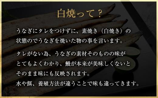 鹿児島県大隅産　千歳鰻の白焼き鰻　2尾 464686_CH150