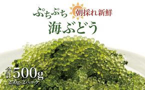 【発送は4月以降】海の幸　朝採れぷちぷち海ぶどう 朝採れ新鮮 海ぶどう～MOBAKO育ちのSEAGRAPES！？～ 464686_DH001