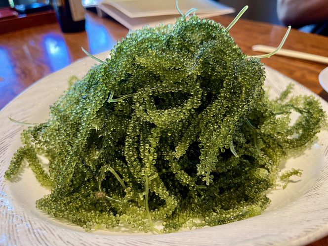 【発送は4月以降】海の幸　朝採れぷちぷち海ぶどう 朝採れ新鮮 海ぶどう～MOBAKO育ちのSEAGRAPES！？～ 464686_DH001