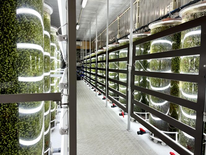 【発送は4月以降】海の幸　朝採れぷちぷち海ぶどう 朝採れ新鮮 海ぶどう～MOBAKO育ちのSEAGRAPES！？～ 464686_DH001