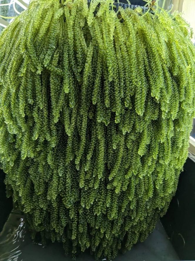 【発送は4月以降】海の幸　朝採れぷちぷち海ぶどう 朝採れ新鮮 海ぶどう～MOBAKO育ちのSEAGRAPES！？～ 464686_DH001