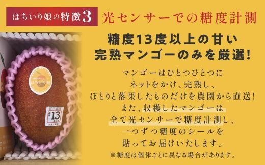 【数量限定/先行予約】マンゴー「はちいり（鉢入り）娘」（ご家庭用1kg箱入り） 464686_J602