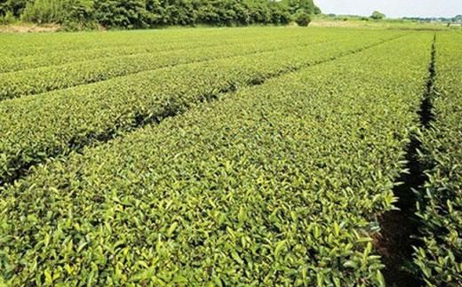 鹿児島茶【緑茶】100ｇ×4袋 464686_W601