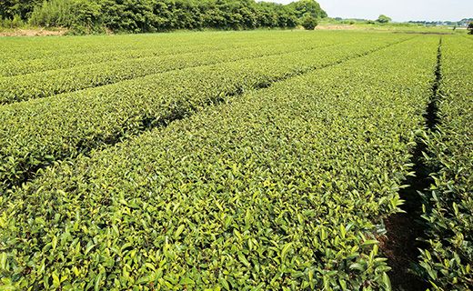 鹿児島茶【緑茶】100ｇ×2袋 464686_W603