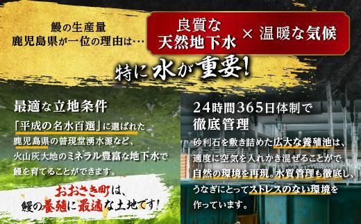 どーんとお届け！特大25尾　鹿児島県産長蒲焼 464686_A662