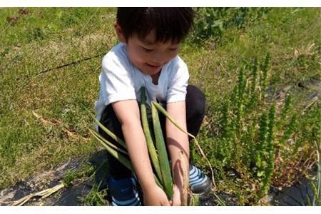 農園はなうた お野菜収穫体験券 5名様まで 242161_AY001