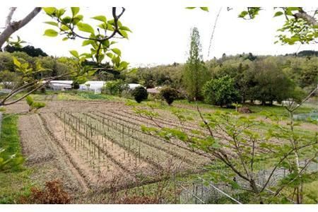 農園はなうた お野菜収穫体験券 5名様まで 242161_AY001