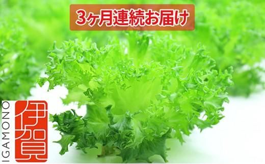 Leaf Mie(完全人工光型植物工場レタス)約80g×25個 3ヶ月連続お届け 242161