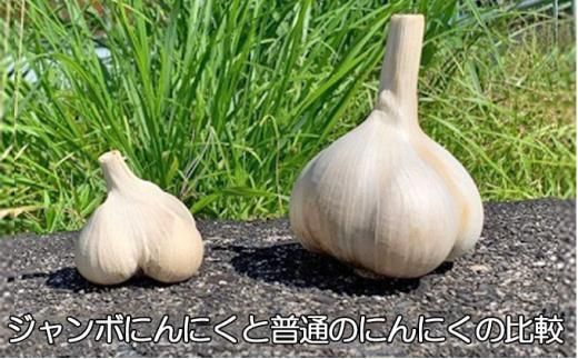 【定期便】ジャンボ黒にんにく150g×3（3か月に1回） 242161_CS014