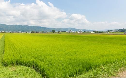 半蔵 純米大吟醸 神の穂 1.8L 242161_DP004