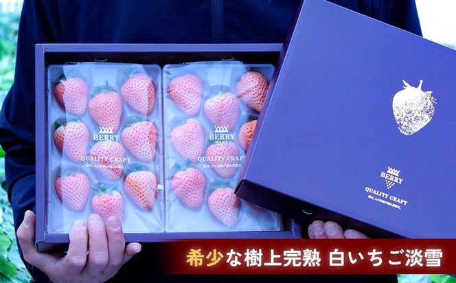 【完熟クラフト苺BERRY】濃厚な樹上完熟イチゴ 1品種ずつ3回届くセット（白いちご＋赤いちご２品種）各約500g【出荷2024年12月上旬～2025年5月下旬】化粧箱入り 242161_DY001