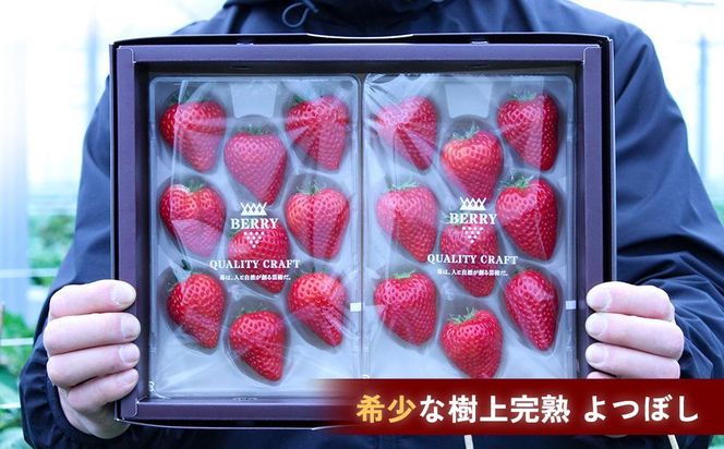 【完熟クラフト苺BERRY】濃厚な樹上完熟イチゴ 1品種ずつ3回届くセット（白いちご＋赤いちご２品種）各約500g【出荷2024年12月上旬～2025年5月下旬】化粧箱入り 242161_DY001