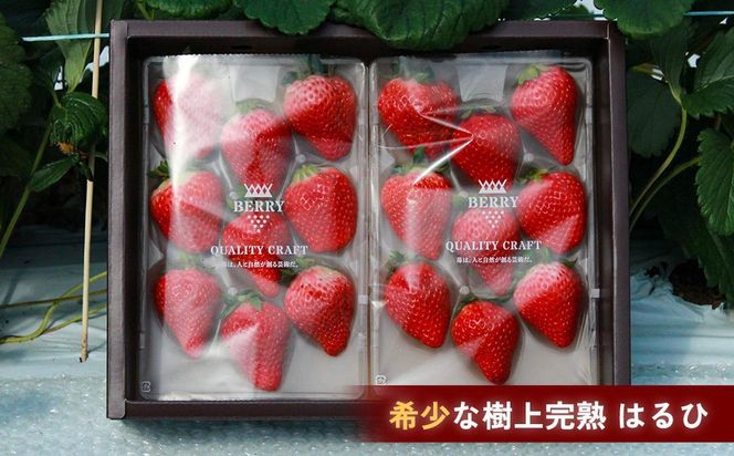 【完熟クラフト苺BERRY】濃厚な樹上完熟イチゴ 1品種ずつ3回届くセット（白いちご＋赤いちご２品種）各約500g【出荷2024年12月上旬～2025年5月下旬】化粧箱入り 242161_DY001