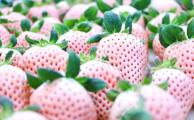 【完熟クラフト苺BERRY】濃厚な樹上完熟イチゴ 1品種ずつ3回届くセット（白いちご＋赤いちご２品種）各約500g【出荷2025年12月上旬～2026年5月下旬】化粧箱入り 242161_DY001