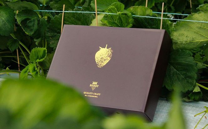 【完熟クラフト苺BERRY】濃厚な樹上完熟イチゴ 1品種ずつ3回届くセット（白いちご＋赤いちご２品種）各約500g【出荷2025年12月上旬～2026年5月下旬】化粧箱入り 242161_DY001